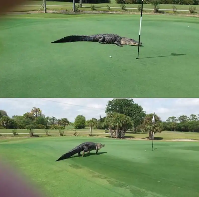 alligatore sul campo da golf in florida