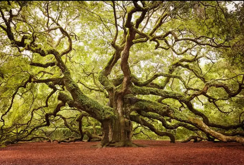 angel oak, south carolina 