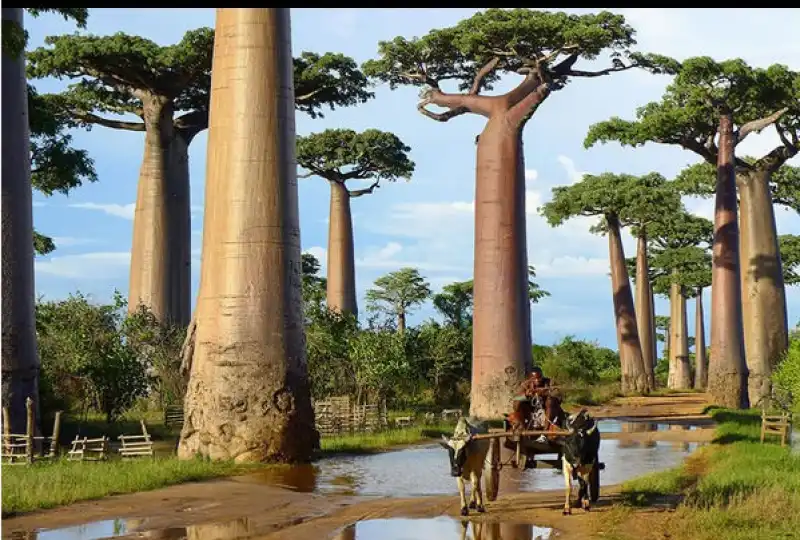 baobab, madagascar