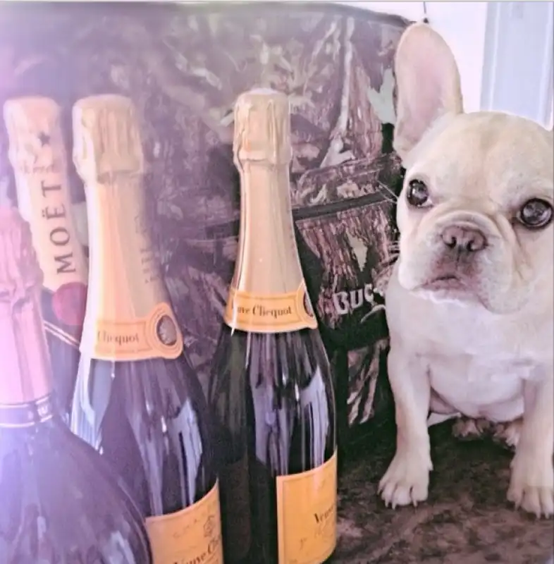 cane fra lo champagne