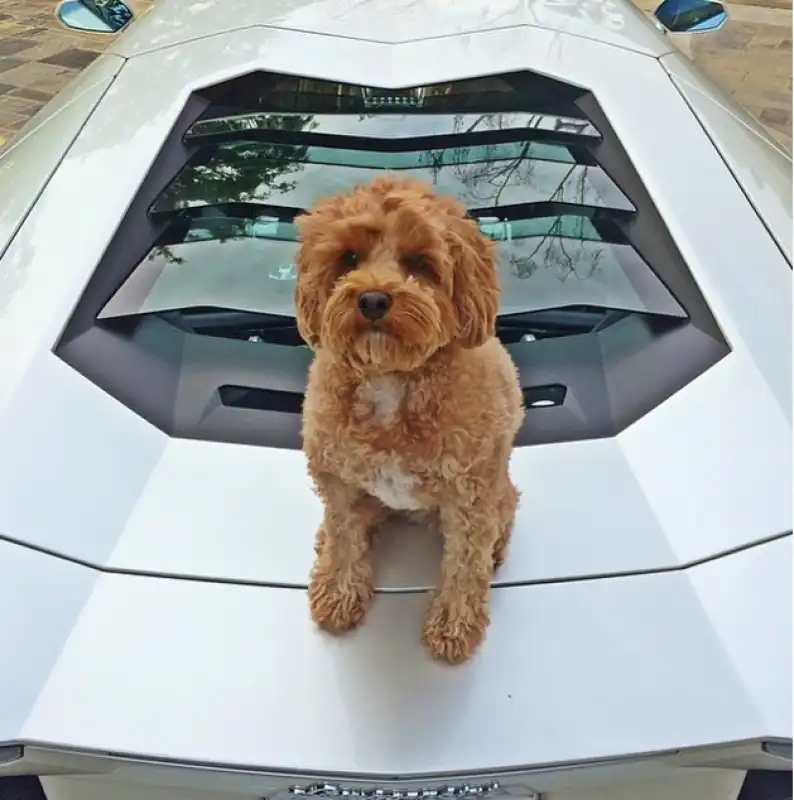 cane su lamborghini