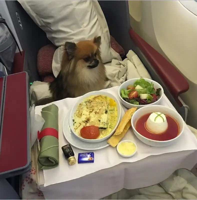 chef su jet per il cane