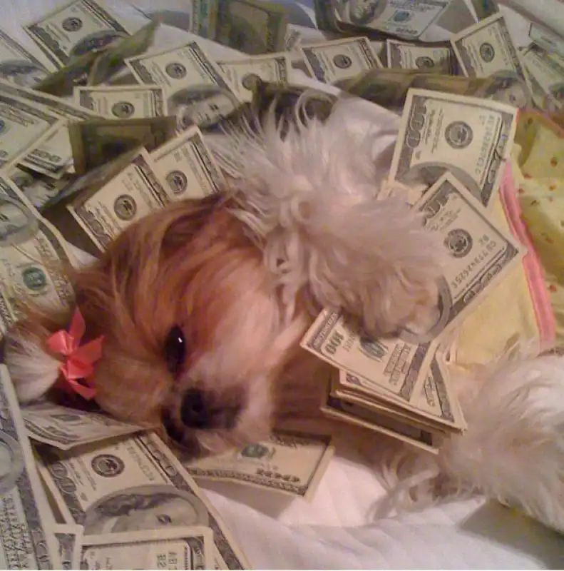 rich dog dorme fra i dollari