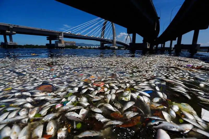 strage di pesci a guanabara bay