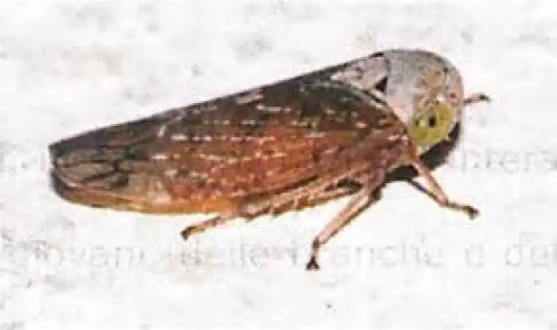 ULIVI MALATI XYLELLA 3