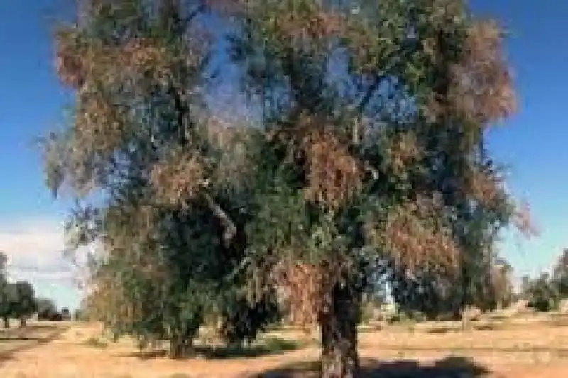 ULIVI MALATI XYLELLA