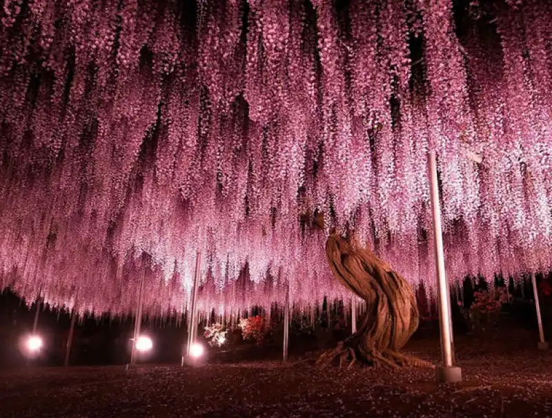 wisteria, giappone 2