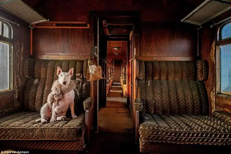 alice van kempen il mio bull terrier in treno in belgio