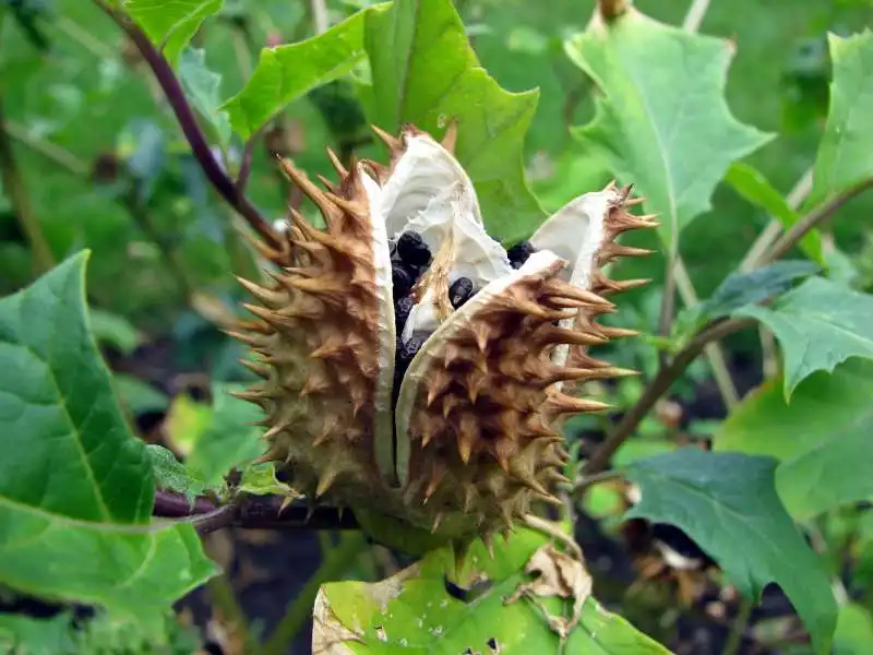 DATURA STRAMONIUM