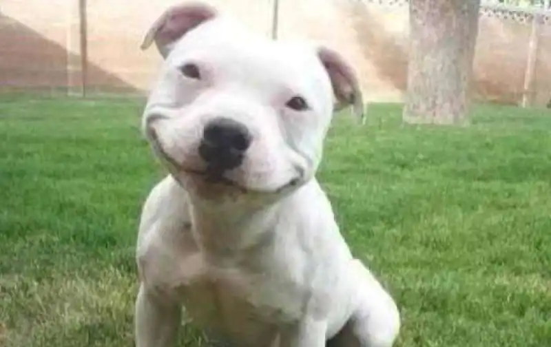 IL SORRISO DEL PITBULL