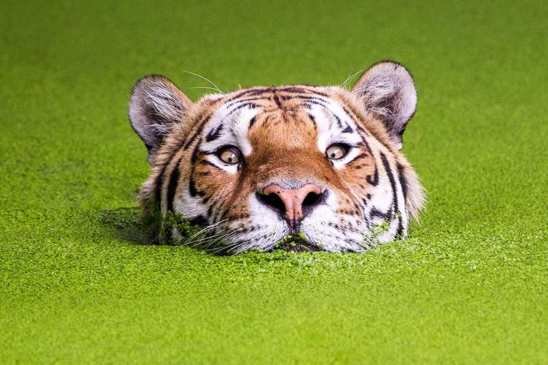 la tigre che sbuca dall acqua photoshop 1