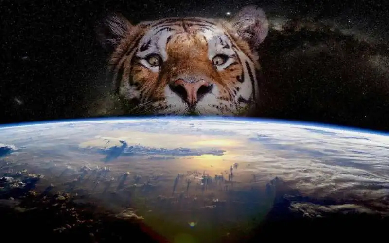 la tigre che sbuca dall acqua photoshop  10