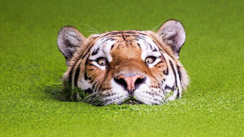 la tigre che sbuca dall acqua photoshop 14