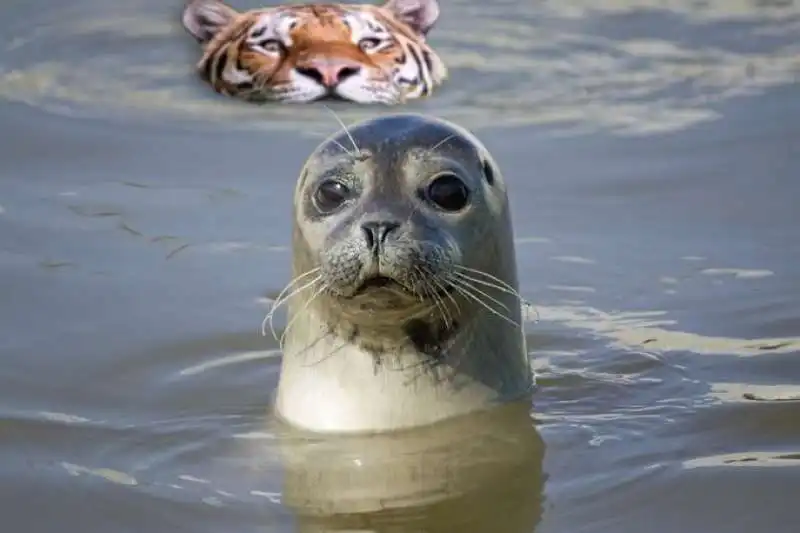 la tigre che sbuca dall acqua photoshop  4