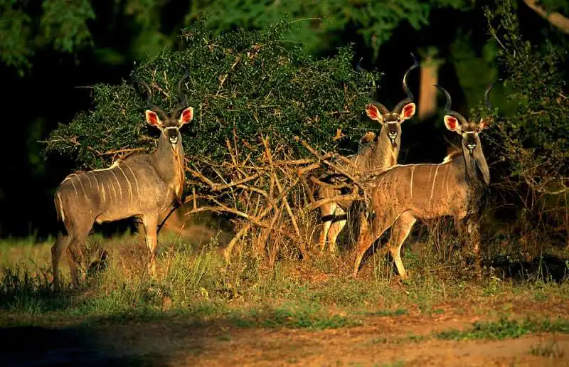 MANA POOLS ZIMBABWE 5