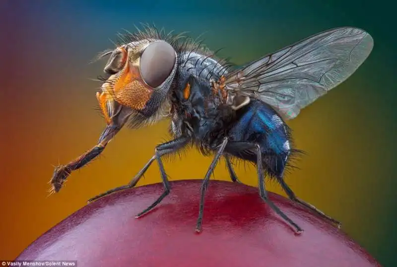 mosca domestica da vicino