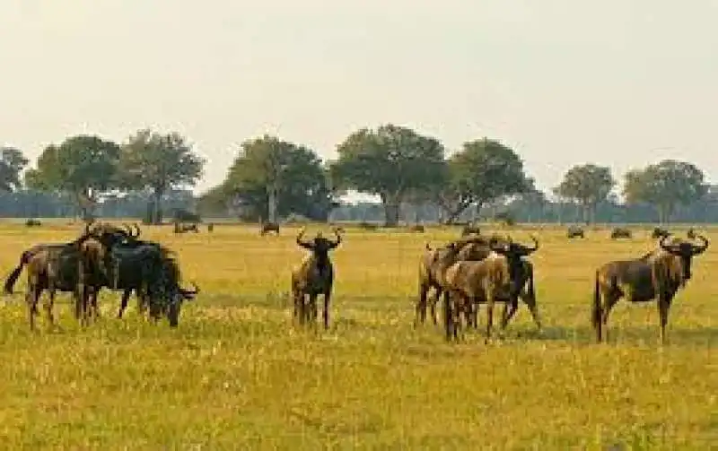 PARCO NAZIONALE DI HWANGE 7