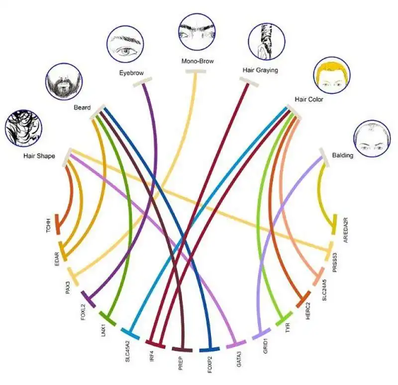 scienziati studiano origine del capello grigio