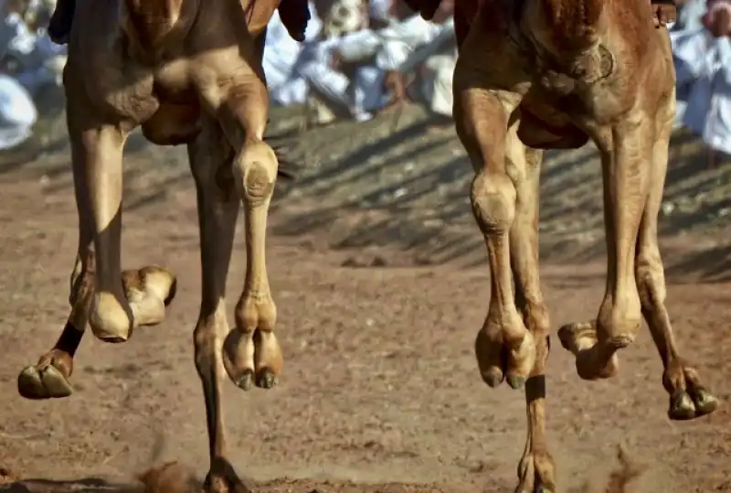 camel race in oman