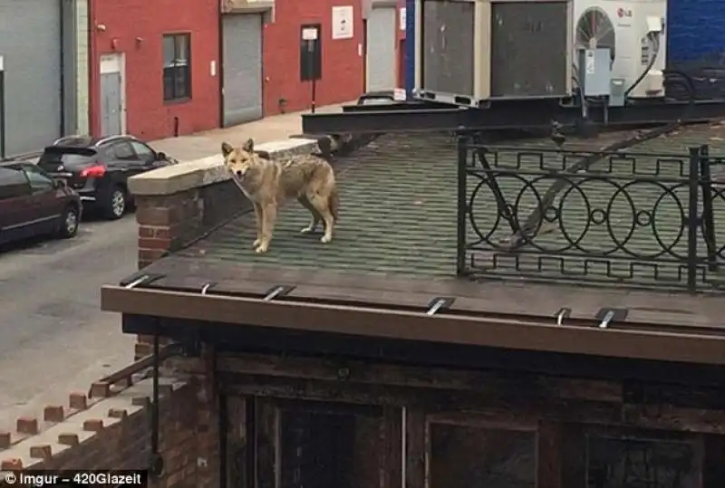 coyote al pub