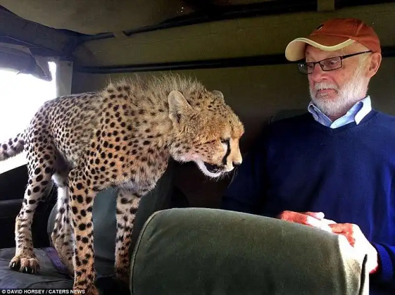 felini in kenya