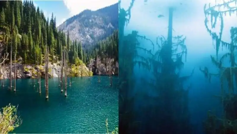 FORESTA SOMMERSA LAGO ALPINO KAZAKISTAN