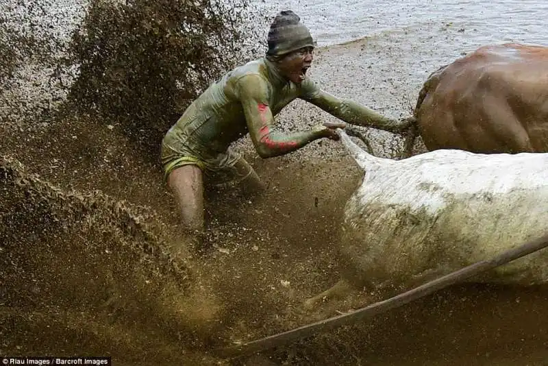 gara delle mucche in indonesia