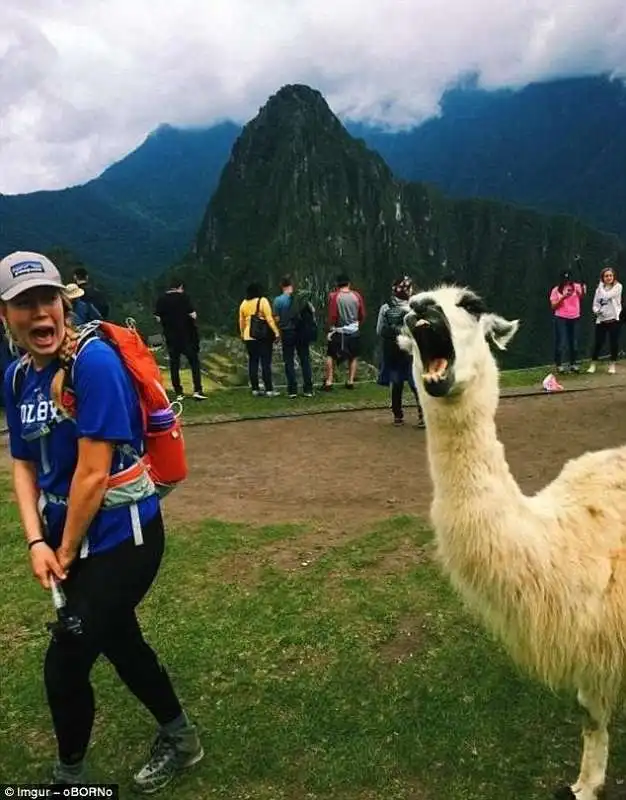 lama di machu picchu