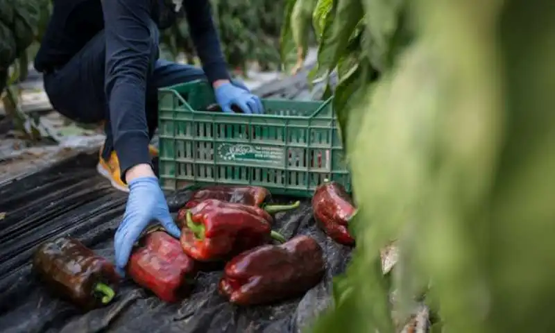 lavoro degli immigrati nelle serre siciliane