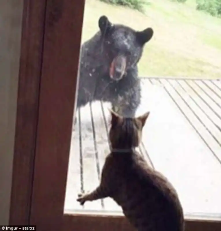 orso e gatto in alaska