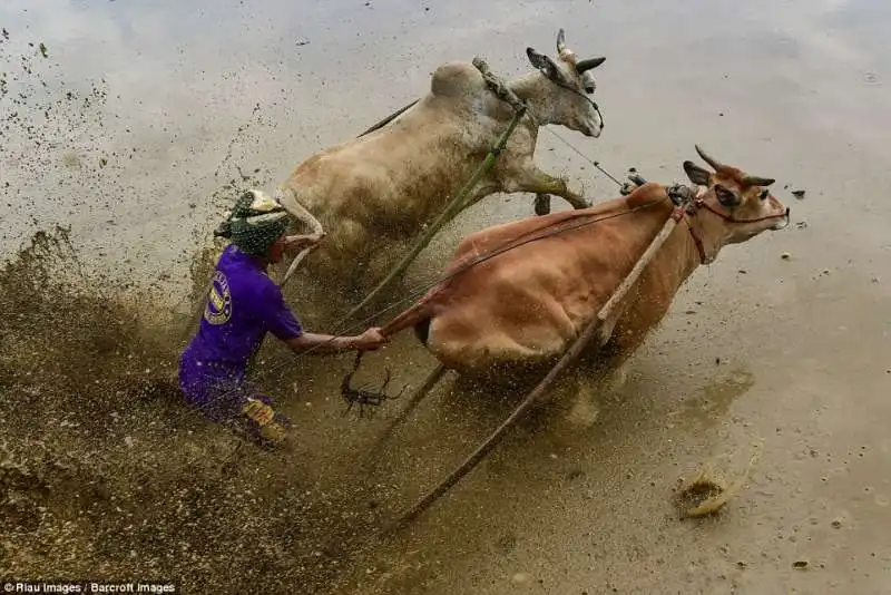 pacu jawi festival indonesiano