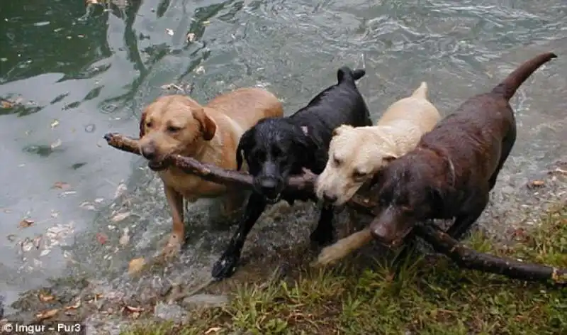 quattro labrador per un bastone