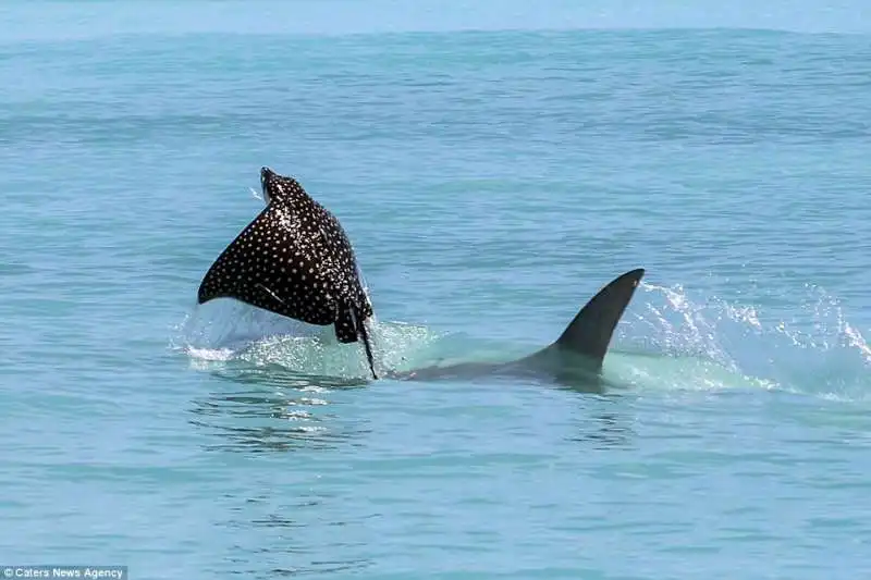 razza maculata contro squalo martello  3