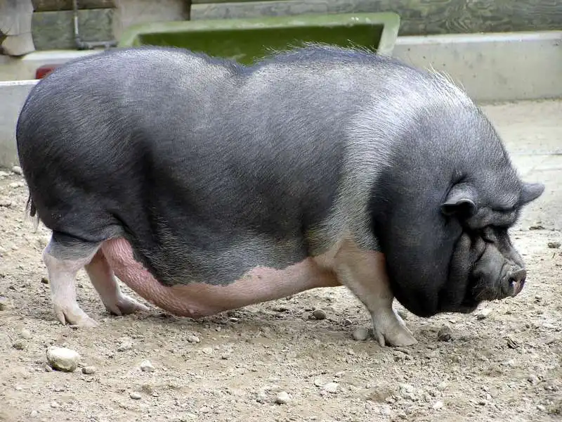 SCROFA VIETNAMITA