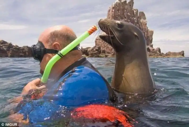 snorkelling con foca