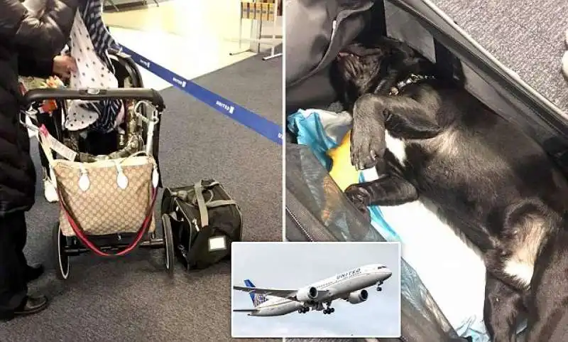 bulldog  morto su un volo united airlines 