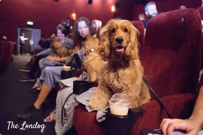 CANI AL CINEMA    