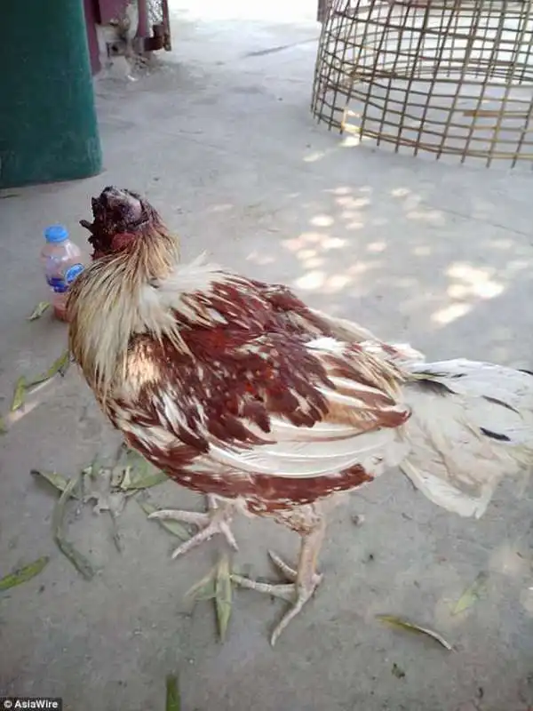 il pollo decapitato