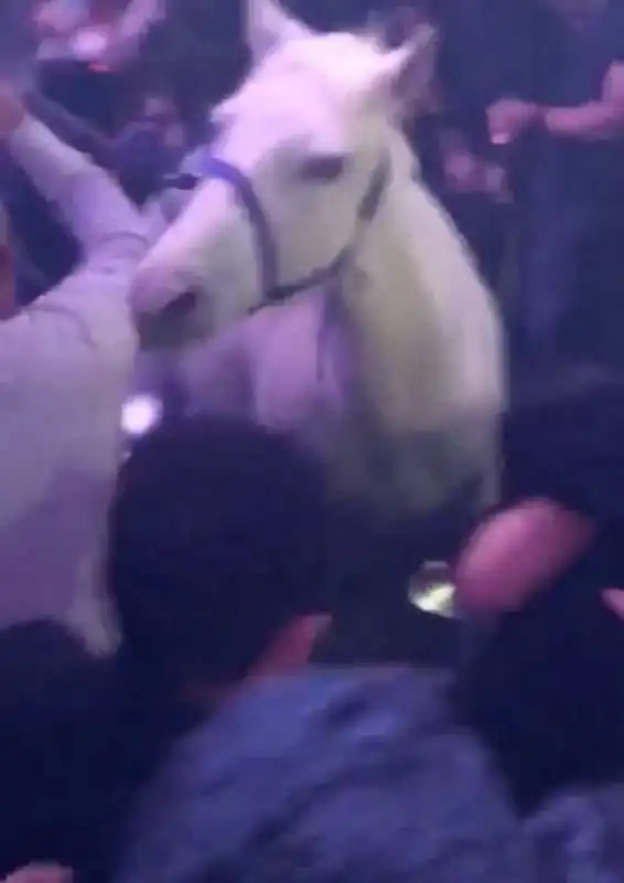 MIAMI - SPETTACOLO CON UN CAVALLO IN UN NIGHTCLUB