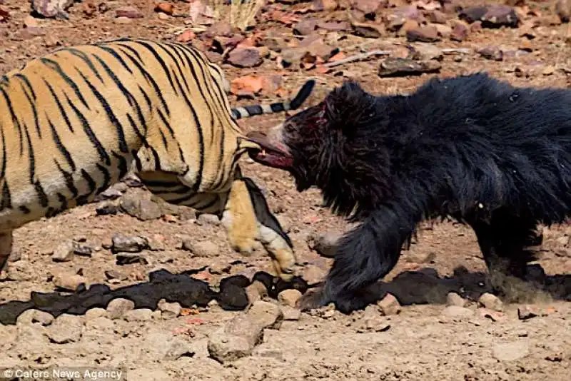 tigre contro orso 4