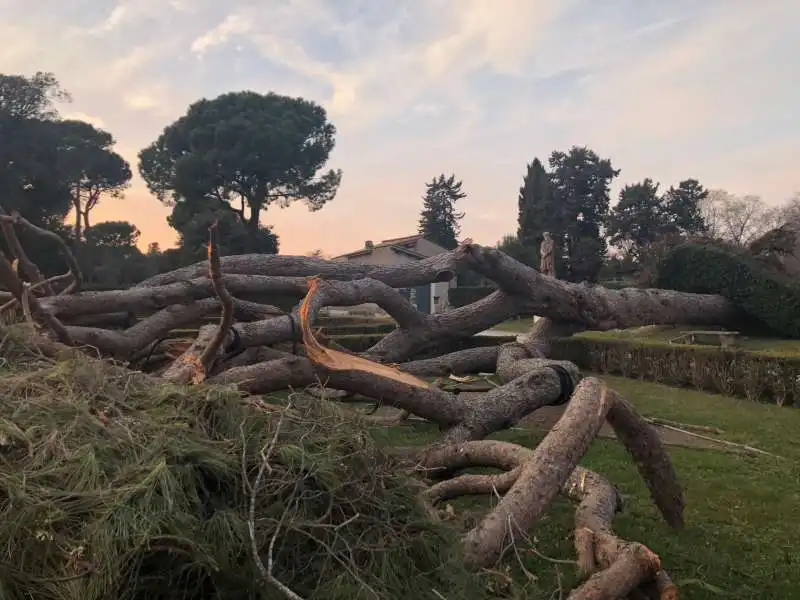 Alberi decaduti a Roma