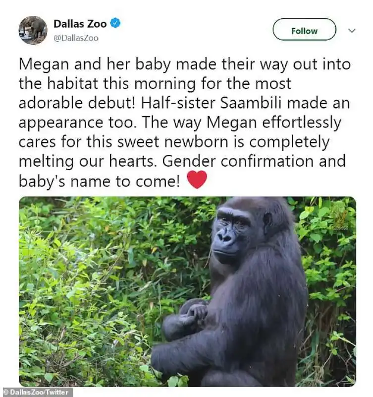 baby gorilla 3