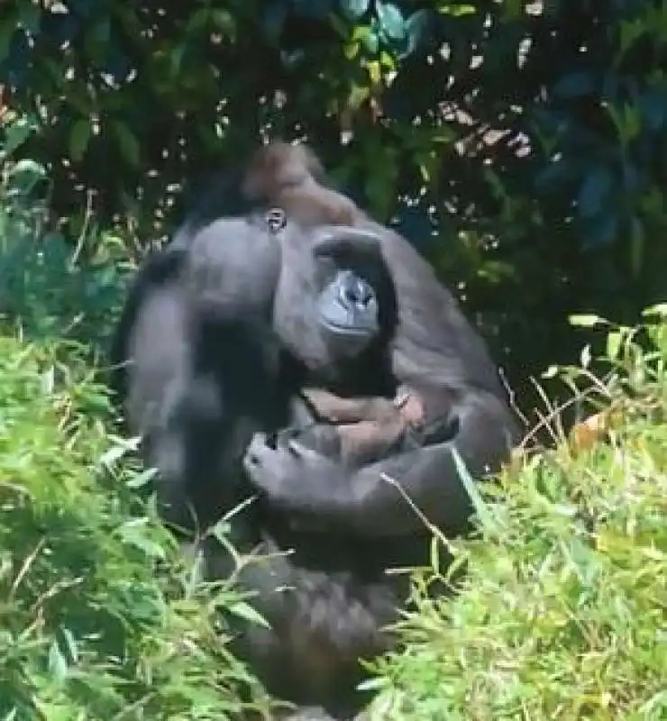 baby gorilla 4