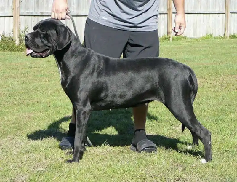 cane corso 1