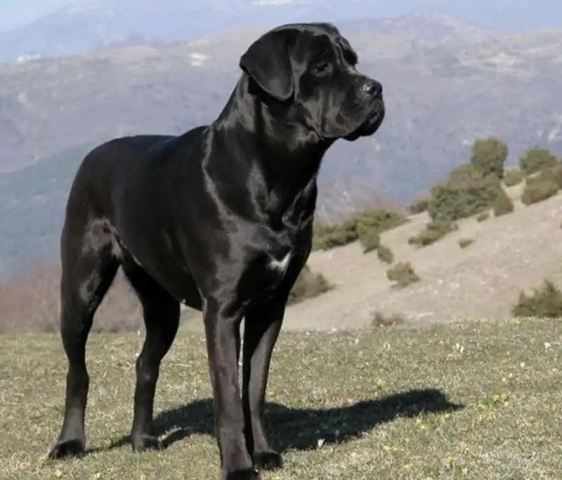 cane corso