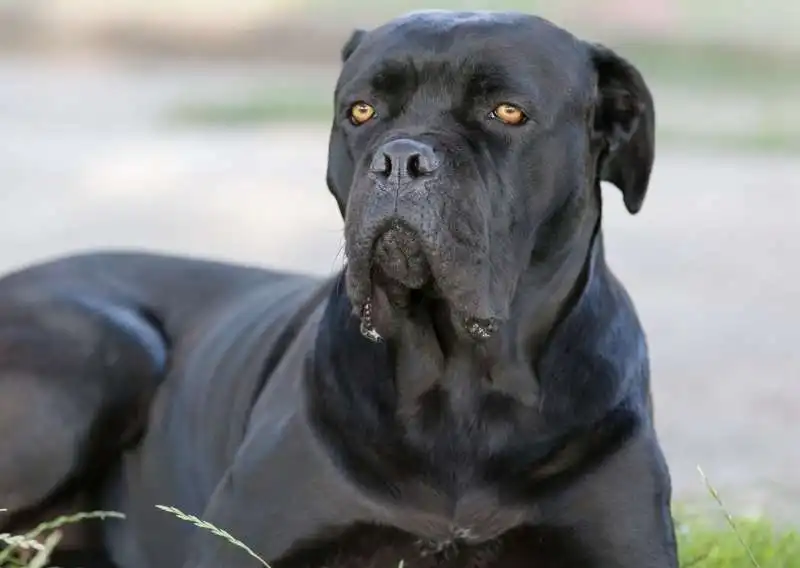 cane corso 2