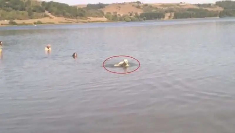 cane fa il bagno nel lago 1