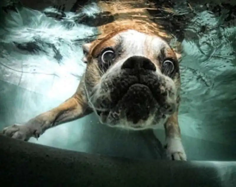 cane fa il bagno nel lago 2