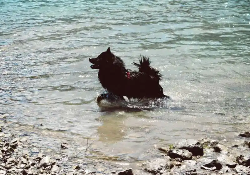 cane fa il bagno nel lago 3