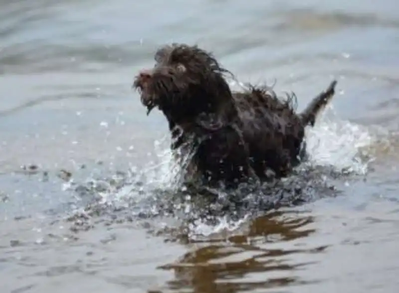 cane fa il bagno nel lago 4